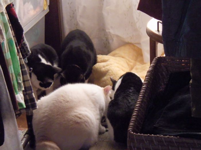 shuu's meal gathering