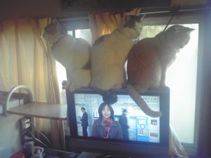 Shizu,Fuku,Hina