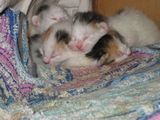 Four kittens