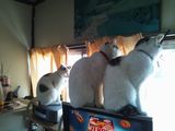 no more three cats 2