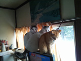 three cats again