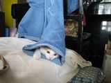 Hide-and-seek