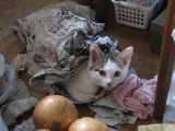 Blanket
