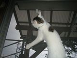Spider Nyan