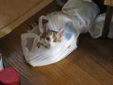 in a bag