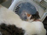 in a spindryer