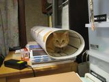 Hinageshi Roll