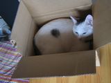 Yuki