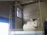 Yuki