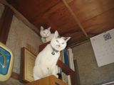 Yuki,Mame