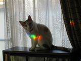 Rainbow Nobara