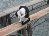 Nagasaki Cat-1