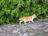 Nagasaki Cat-2