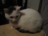Yuki