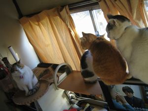 Shizu,Hazu,Hina,Fuku