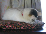 Gomen-Ne Yuki 2