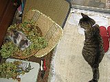 Ambush