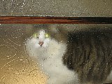 Shadow