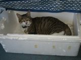 Box-2