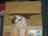 Box-4