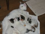 Breast-feed