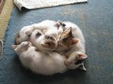 Cat-ball