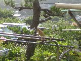 Tree Climbing-1