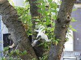 Tree Climbing-2