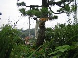 Tree Climbing-3