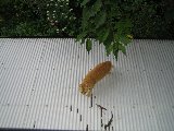 on a roof