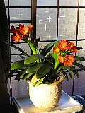 Clivia