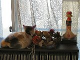 Dolls