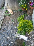 Early Summer-2