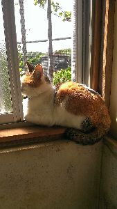 hazuki-3