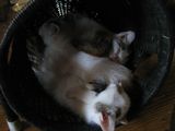 in a wastebasket