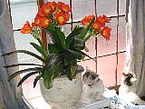 Bloom-2
