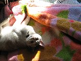 in the sun