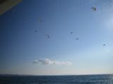 Sea gulls