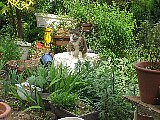 Jungle