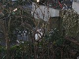 on a tree-2