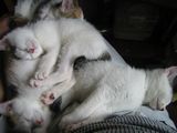 on my lap