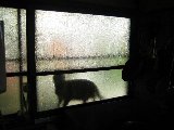 Shadow-2