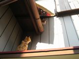 Roof-2