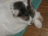 Nap-4