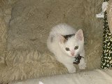 Yuki